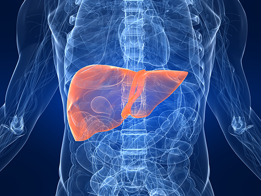 Is Ayurvedic Medicine Safe for the Liver?